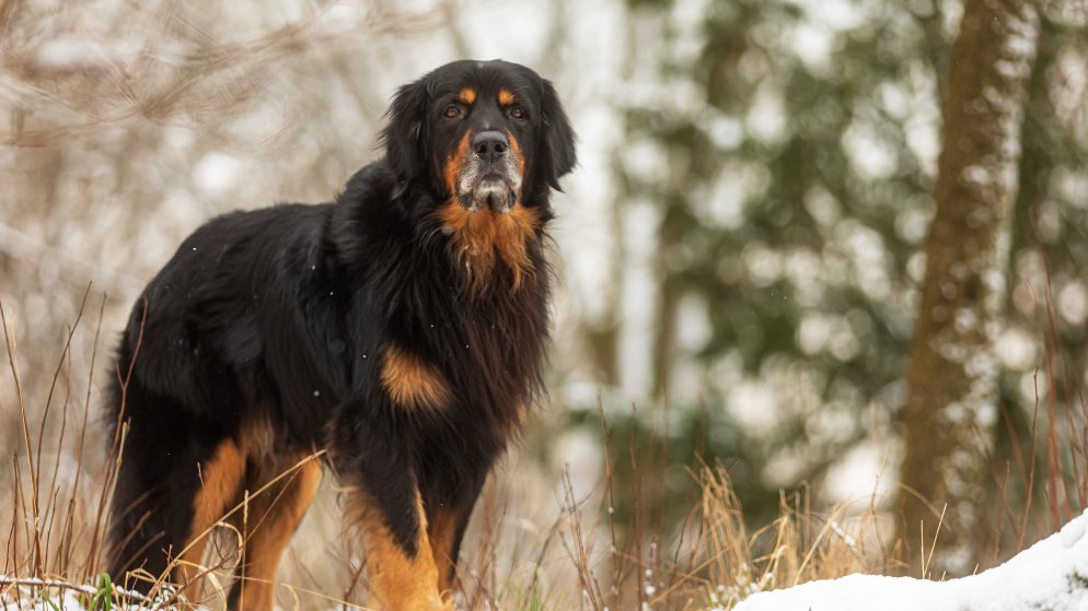 Ein Hund der Rasse Hovawart in der Natur.