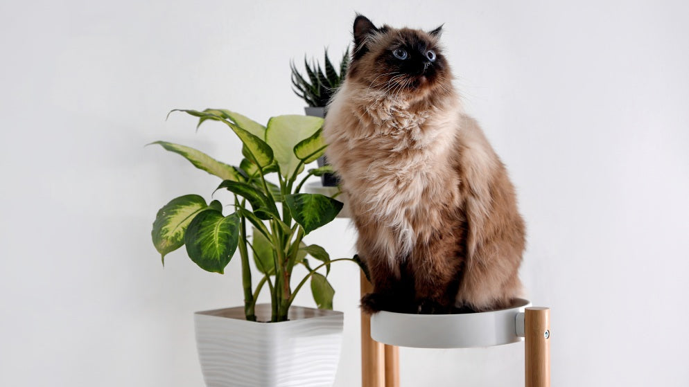 Eine Katze der Rasse Balinese sitzt auf einer Erhöhung neben einer Topfpflanze.