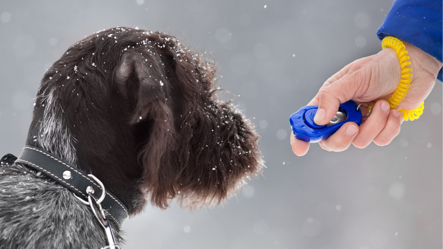 Ein Hund beim Clicker-Training im Schnee