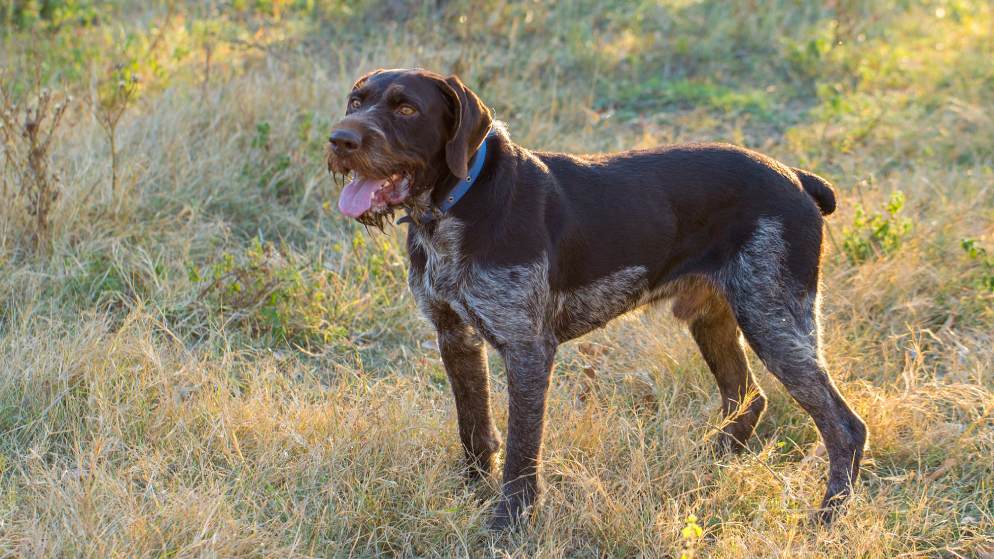 Ein Hund der Rasse Deutsch Drahthaar in der Natur.