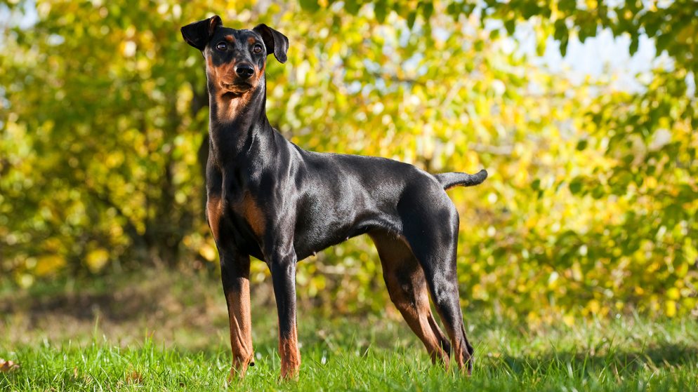 Eine Hündin der Rasse Deutscher Pinscher mit schwarz-braunem Fell in der Natur.