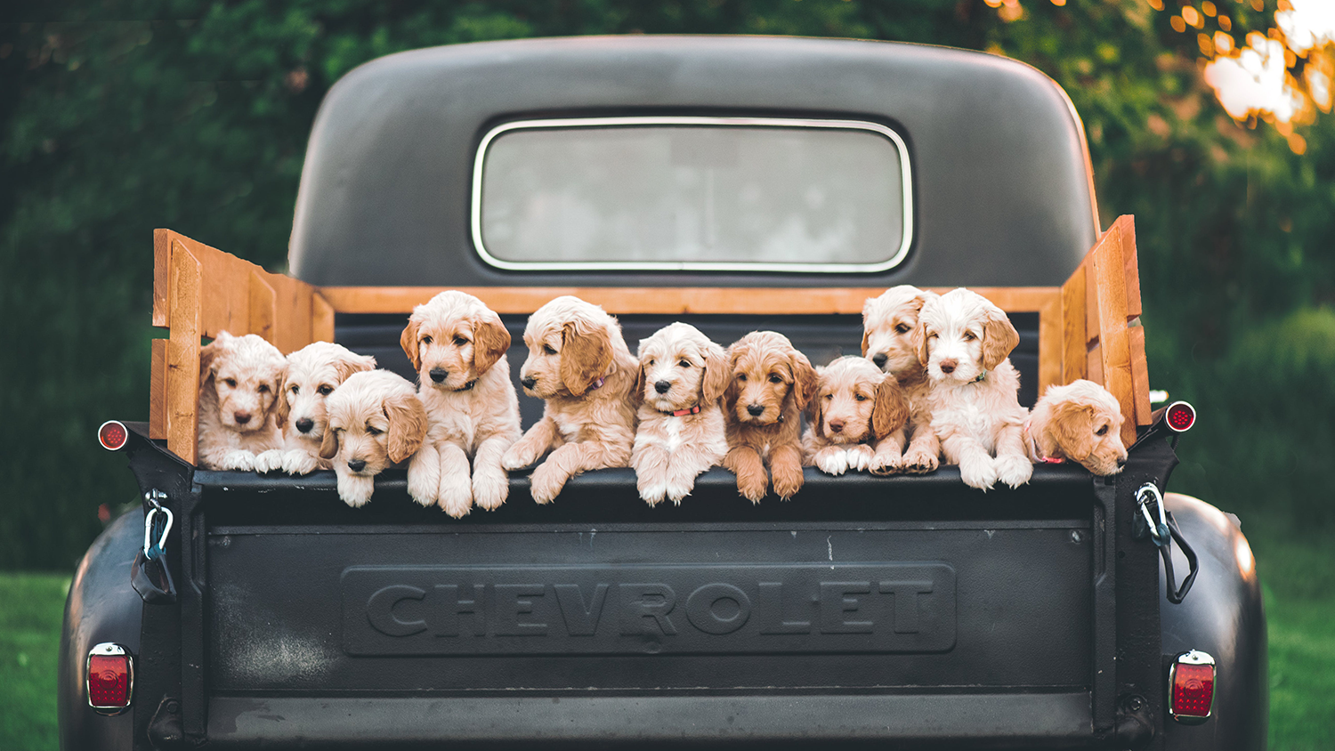 Viele Welpen, die bisher noch keinen Hundenamen haben, sitzen in einem nicht überdachten Kofferraum eines Autos.