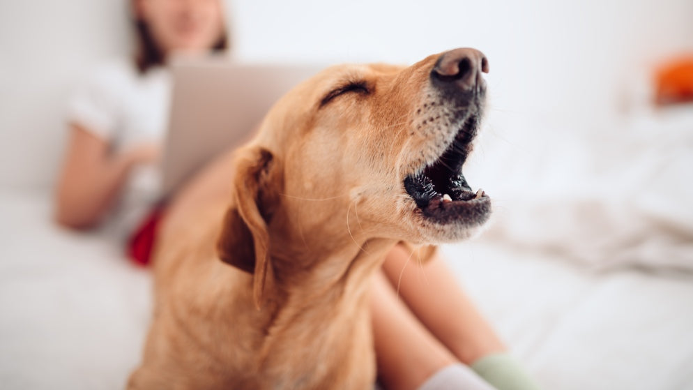 Ein Hund bellt laut, während seine Besitzerin hinter ihm auf dem Bett sitzt.