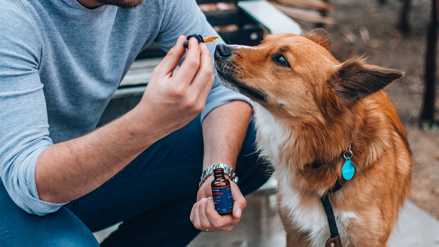 Ein Hund wird mit Hilfe von CBD-Öl beruhigt.