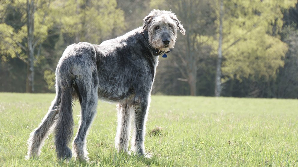 Ein Hund der Rasse Irischer Wolfshund in der Natur.