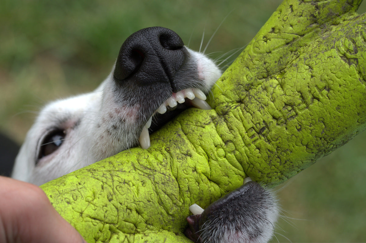 Reizüberflutung – warum dein Hund nicht „überdreht“ ist
