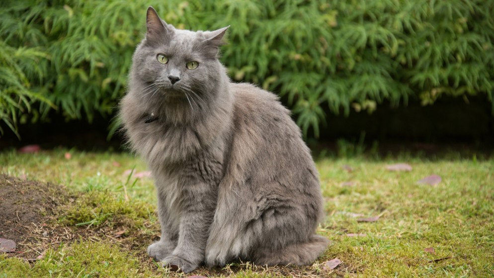 Eine Katze der Rasse Nebelung in der Natur.