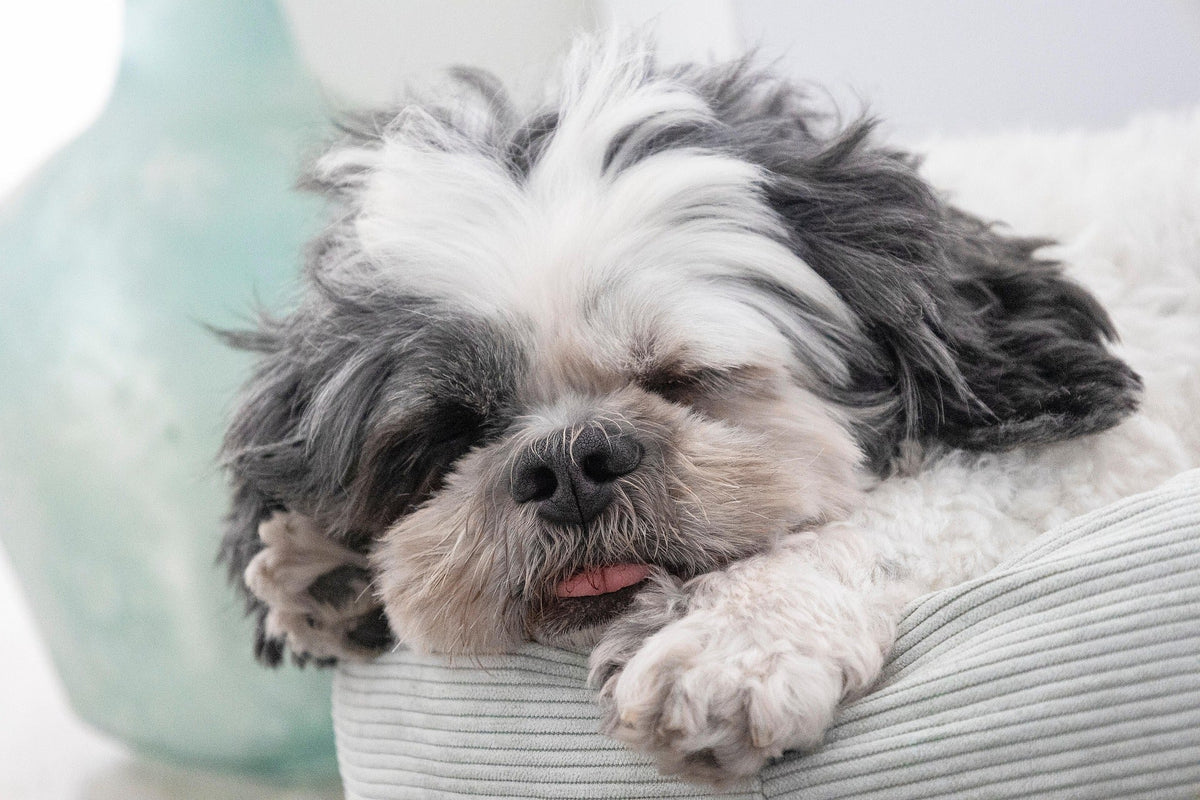 Erbrechen beim Hund – wann wird es gefährlich?