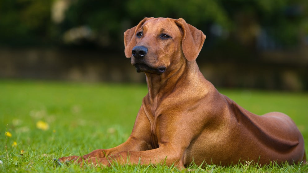 Ein Hund der Rasse Rhodesian Ridgeback liegt auf einer Wiese.