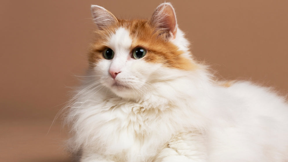 Eine Katze der Rasse Türkisch Van.