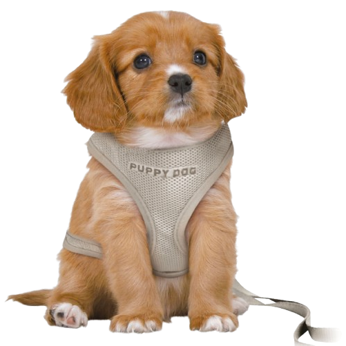 TRIXIE Junior Welpen-Softgeschirr mit Leine