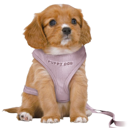 TRIXIE Junior Welpen-Softgeschirr mit Leine