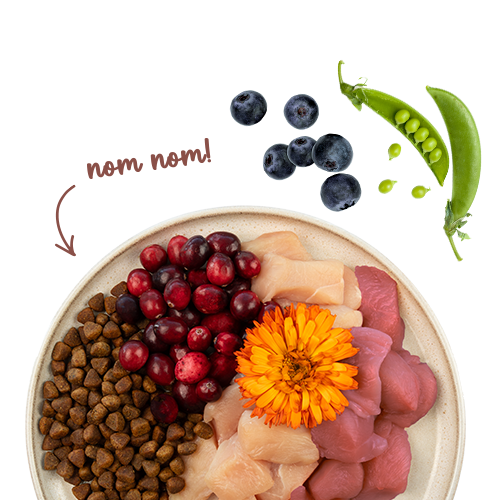 Sanabelle Indoor mit Perlhuhn