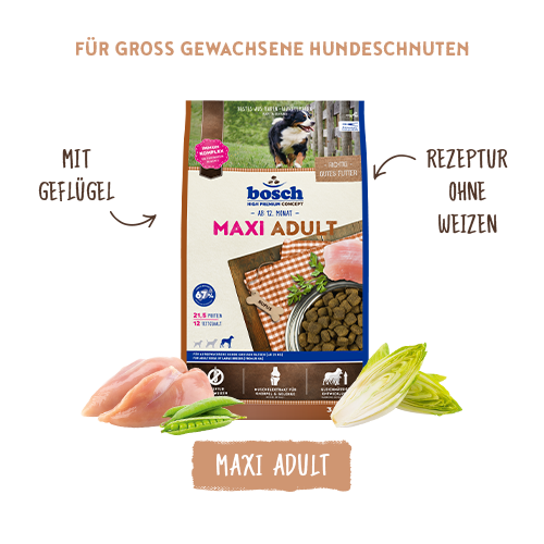 bosch HPC Maxi Adult