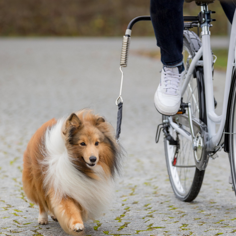 TRIXIE Hunde Biker-Set