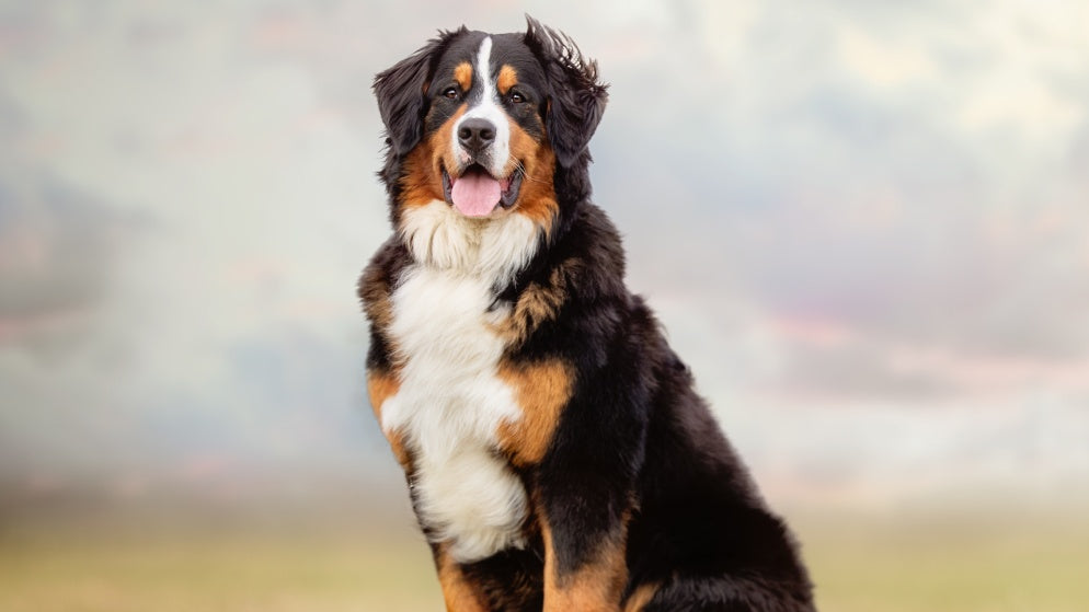 Ein Hund der Rasse Berner Sennenhund in der Natur.