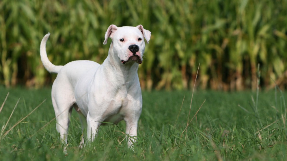 Ein Hund der Rasse Dogo Argentino in der Natur.