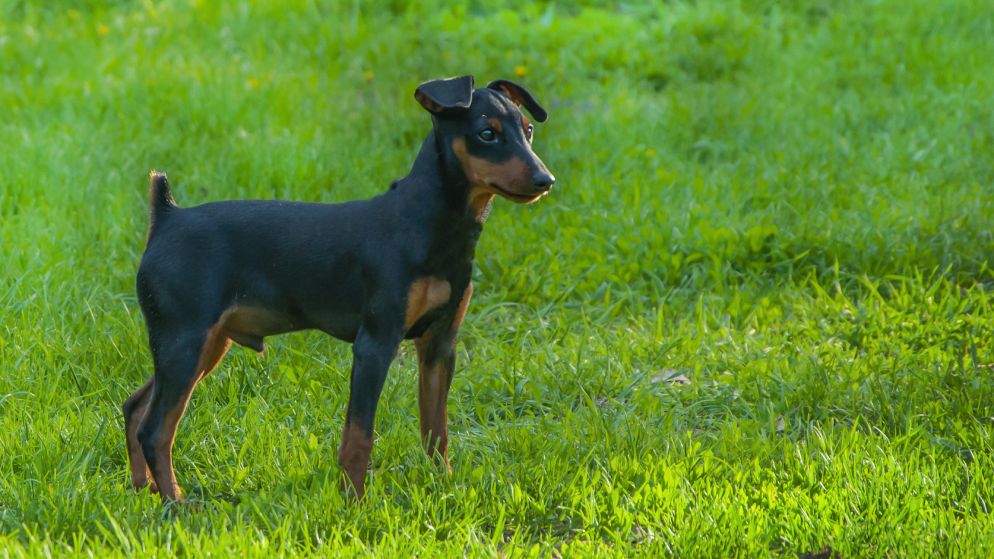 Ein Hund der Rasse Zwergpinscher in der Natur.