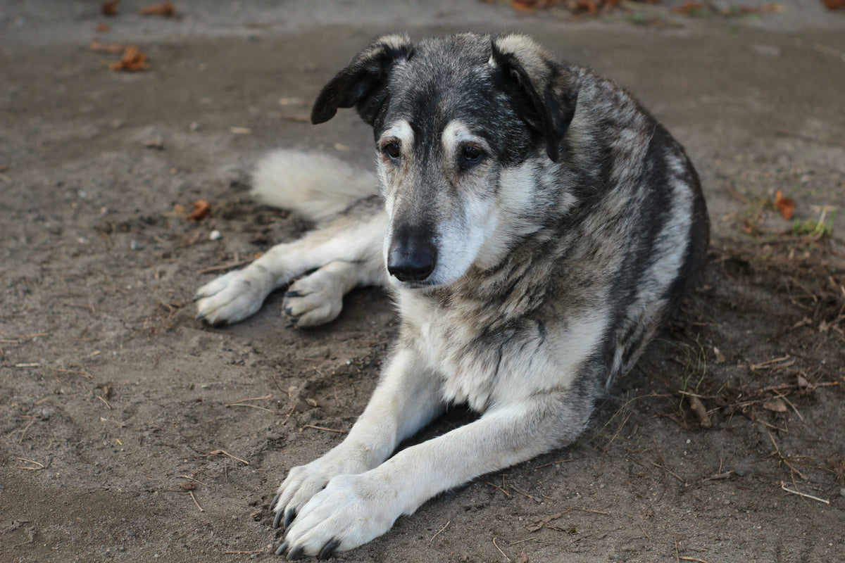 Hundedemenz – erste Anzeichen erkennen