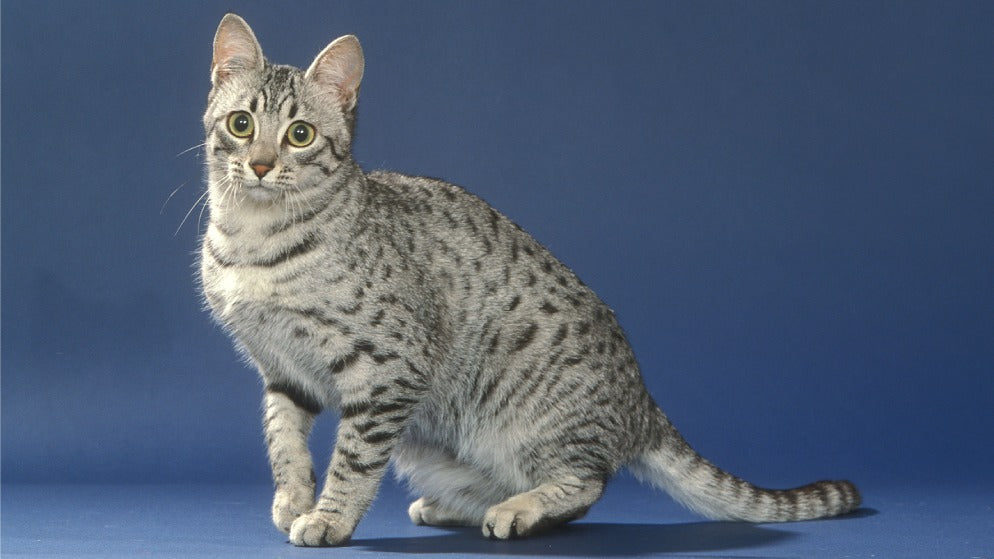 Eine Katze der Rasse Ägyptische Mau.