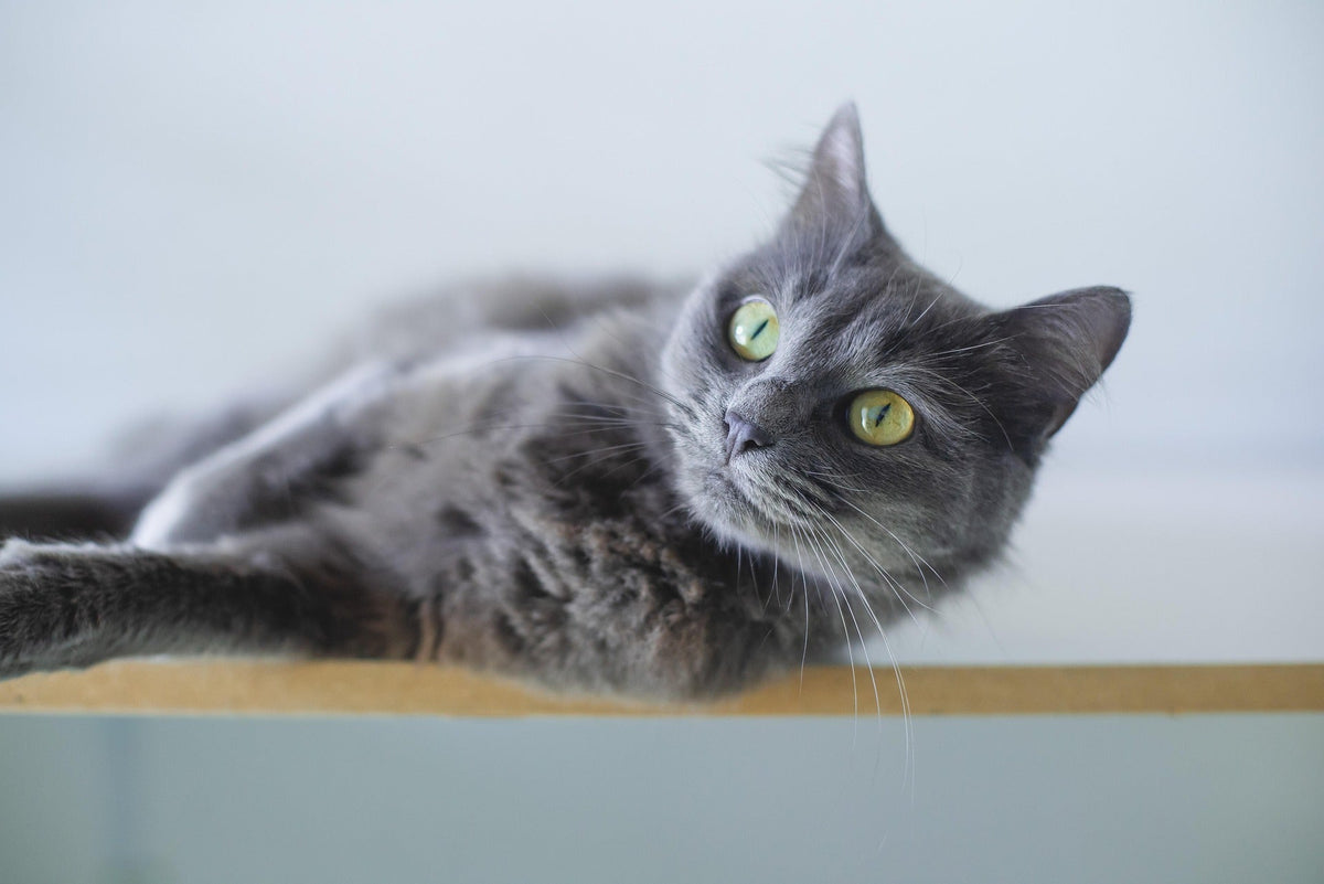 Wie erkennt man Hüftgelenksdysplasie bei Katzen?