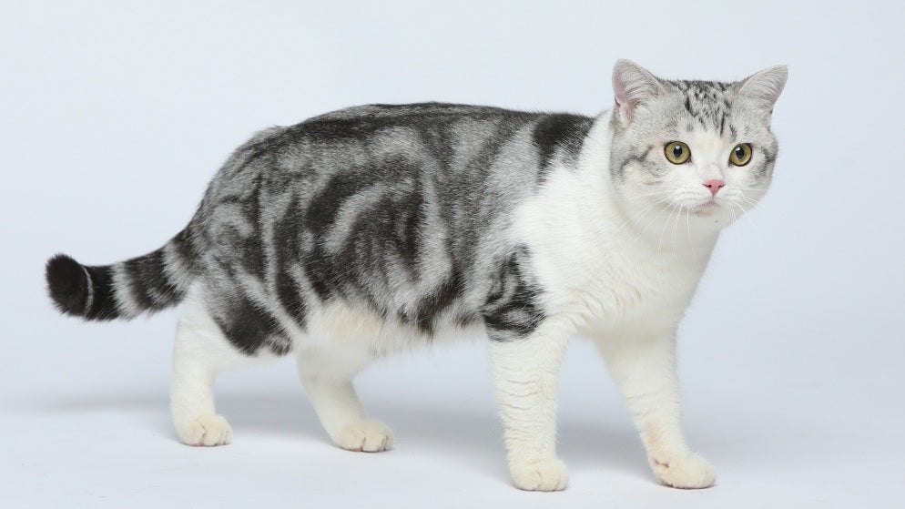 Eine Katze der Rasse American Shorthair.
