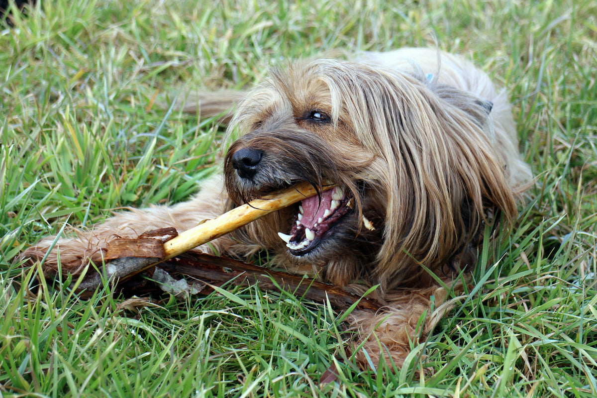 Zahnstein beim Hund – entfernen oder vorbeugen?