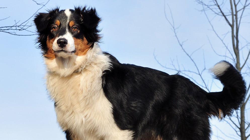 Ein Australian Shephard mit Black Tri Farben in der Natur.