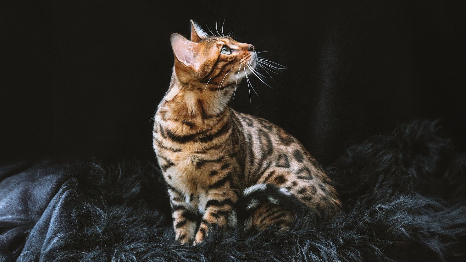 Eine Bengalkatze blickt neugierig nach oben.