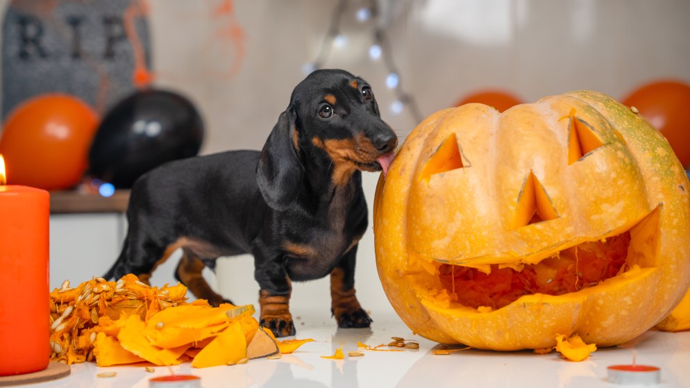 Ein Dackel schleckt an einem Kürbis.