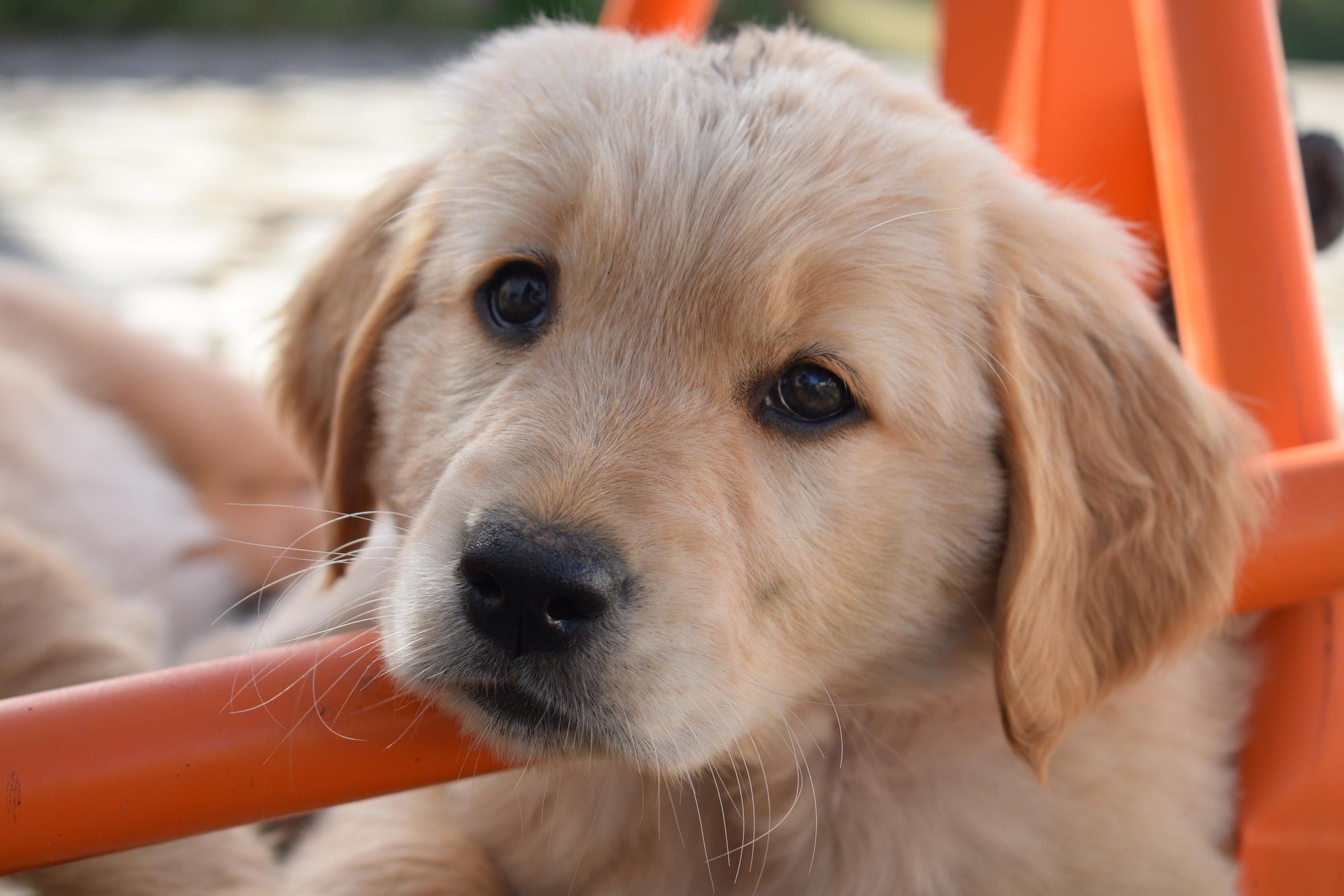 Spondylose beim Hund – Was hilft wirklich?