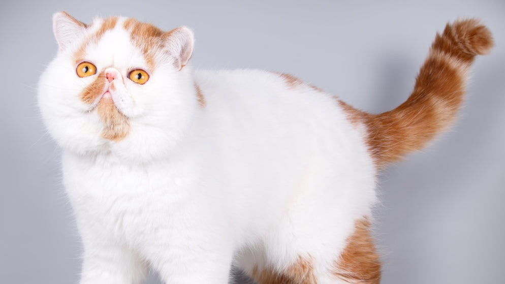 Eine Katze der Rasse Exotic Shorthair.