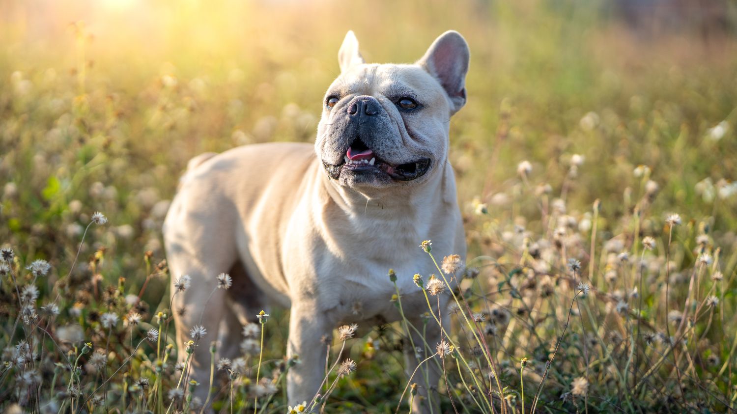 Die richtige Ernährung für deine Französische Bulldogge