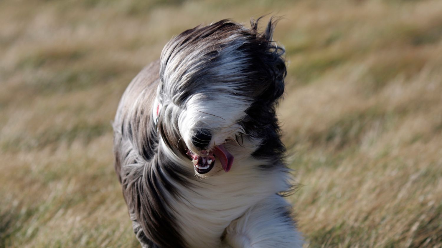Fellpflege bei Langhaarhunden: So vermeidest du Knoten & Filz