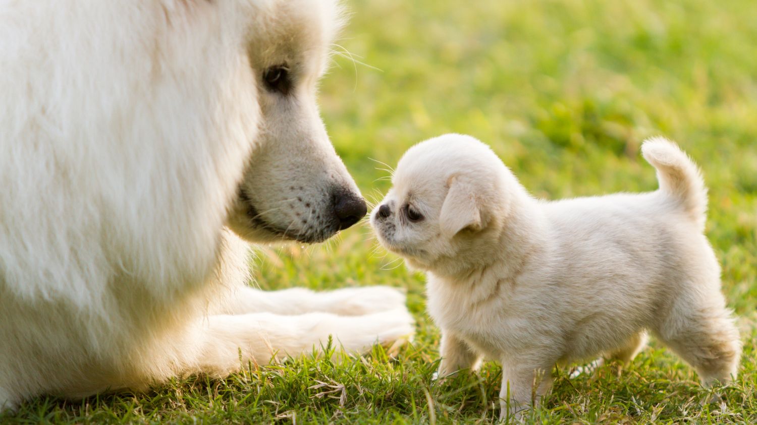 Erstausstattung Hund: Das brauchst du (inkl. Checkliste)