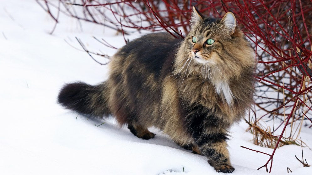 Eine Norwegische Waldkatze in der Natur.