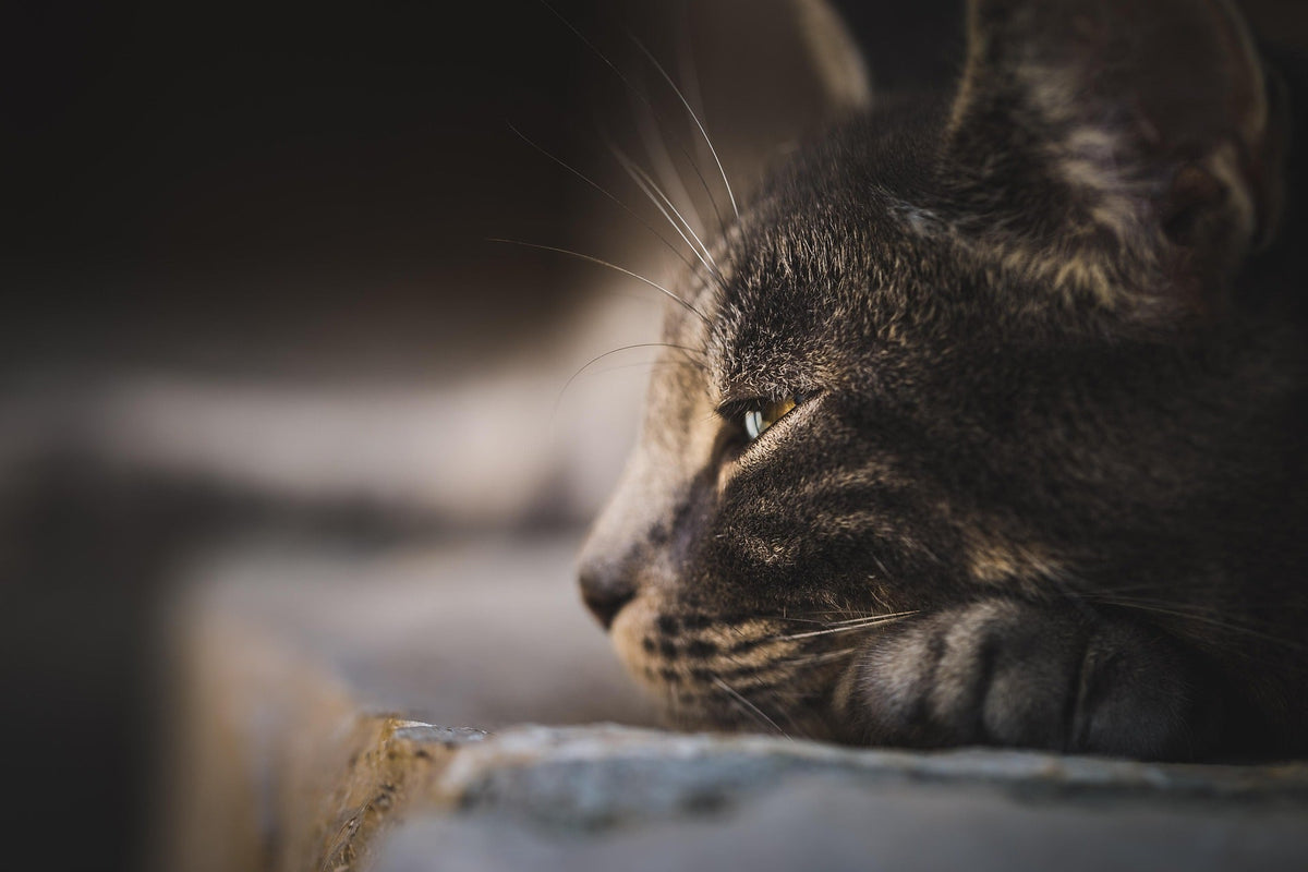 Spondylose bei Katzen: Symptome und Behandlungsmöglichkeiten