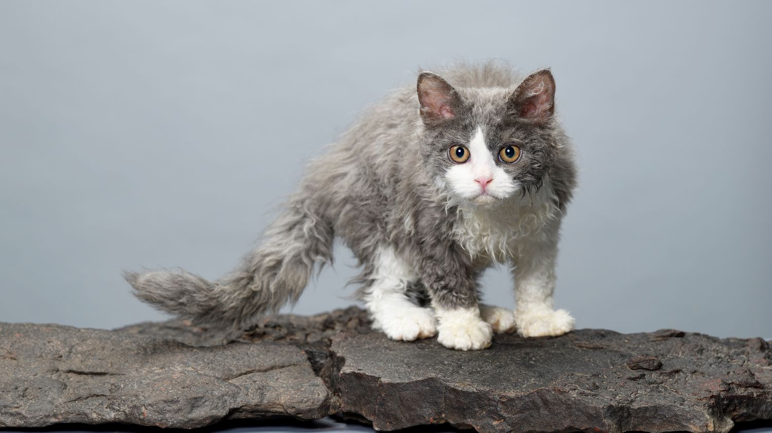 Selkirk Rex