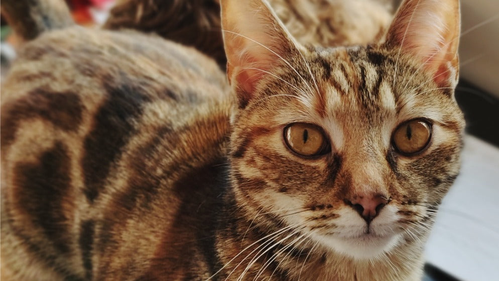 Eine Katze der Rasse Sokeke.