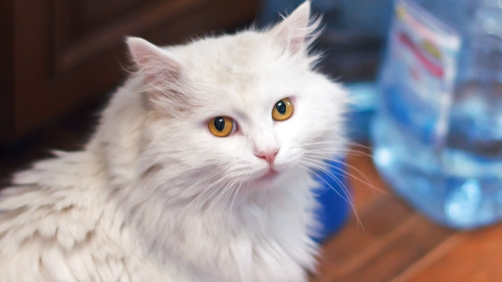 Eine Katze der Rasse Türkische Angora in einer Wohnung.