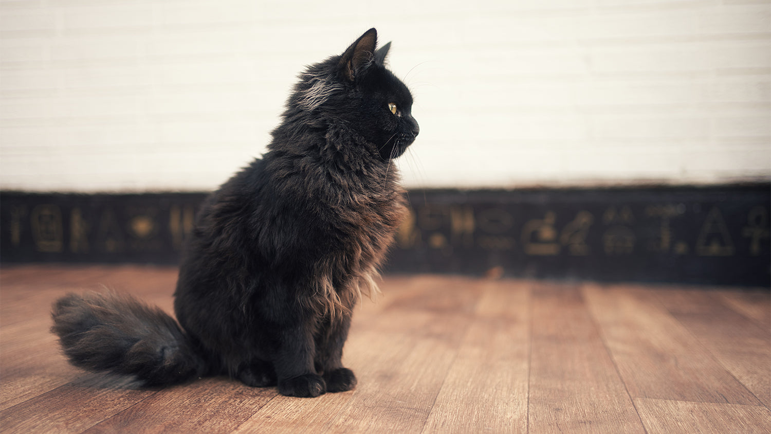 Eine Katze der Rasse York Chocolate.