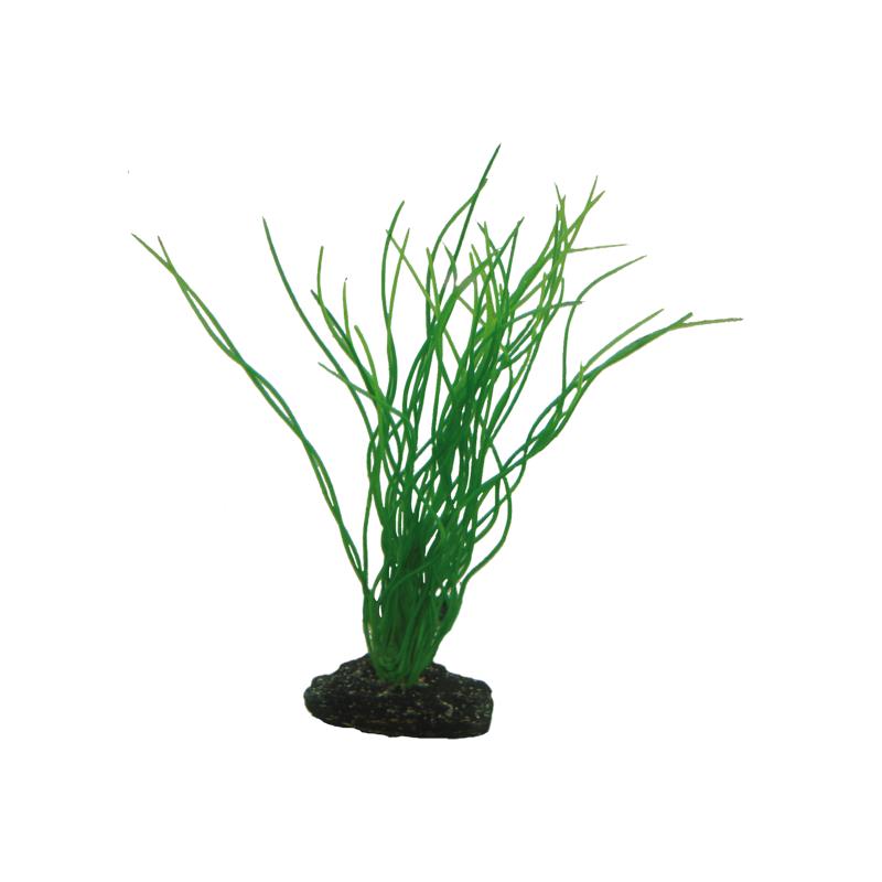 Dohse HOBBY Sagittaria 20 cm