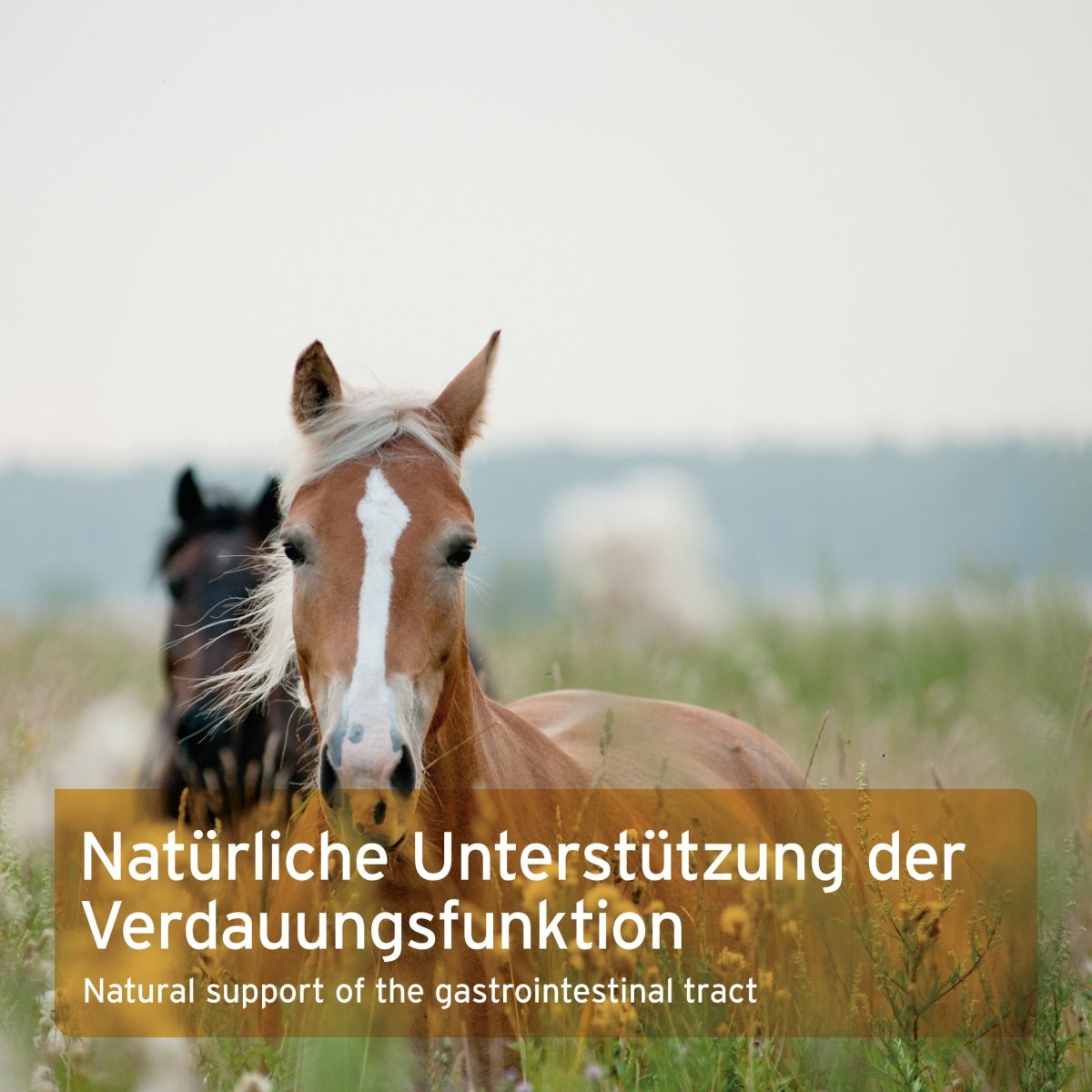 AniForte Indische Flohsamen 3 kg